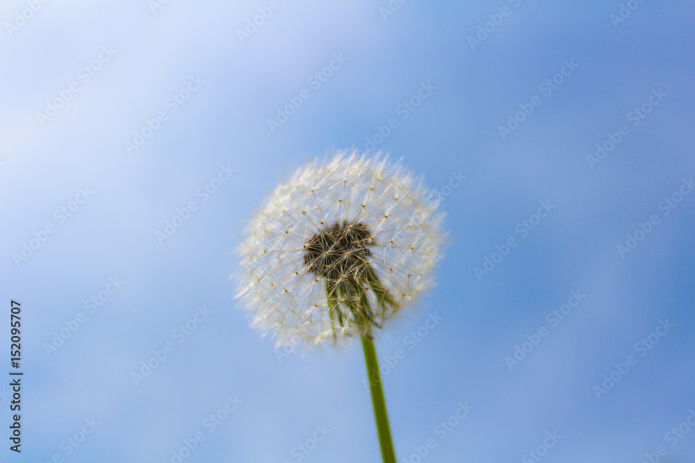 Blooming white blowball with blue sky and clouds