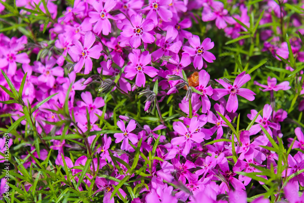 Violet phlox with green trunk and leaves Violet phlox with green trunk and leaves