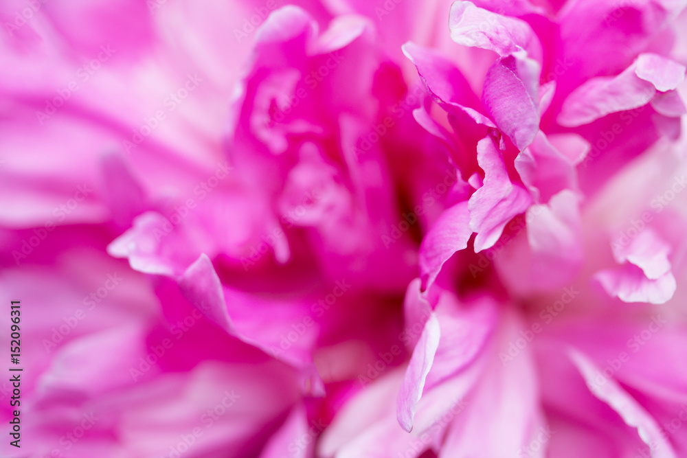 Background of the petals. Peony pink close-up.