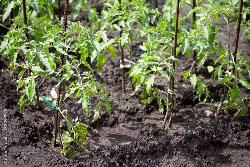 Plantation of young seedlings with tomatoes in the garden outdoors. Plantation of young seedlings with tomatoes in the garden outdoors.