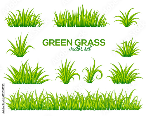 Vector tufts of grass isolated on white background