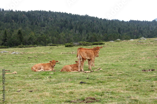 Groupe de veaux dans les Pyrénées