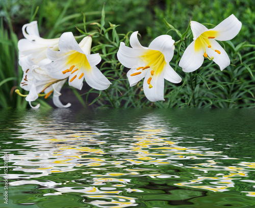 Beautiful white lilies