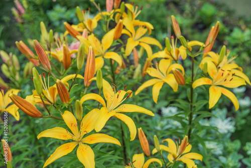 Beautiful yellow lilies
