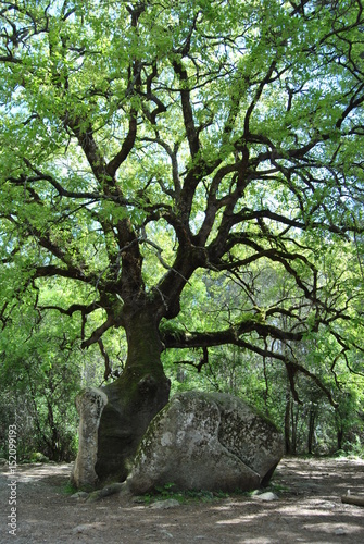 vieille arbre