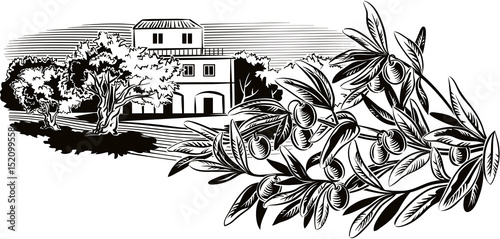 Olives on a branch and a Mediterranean farmhouse surrounded by olive trees.