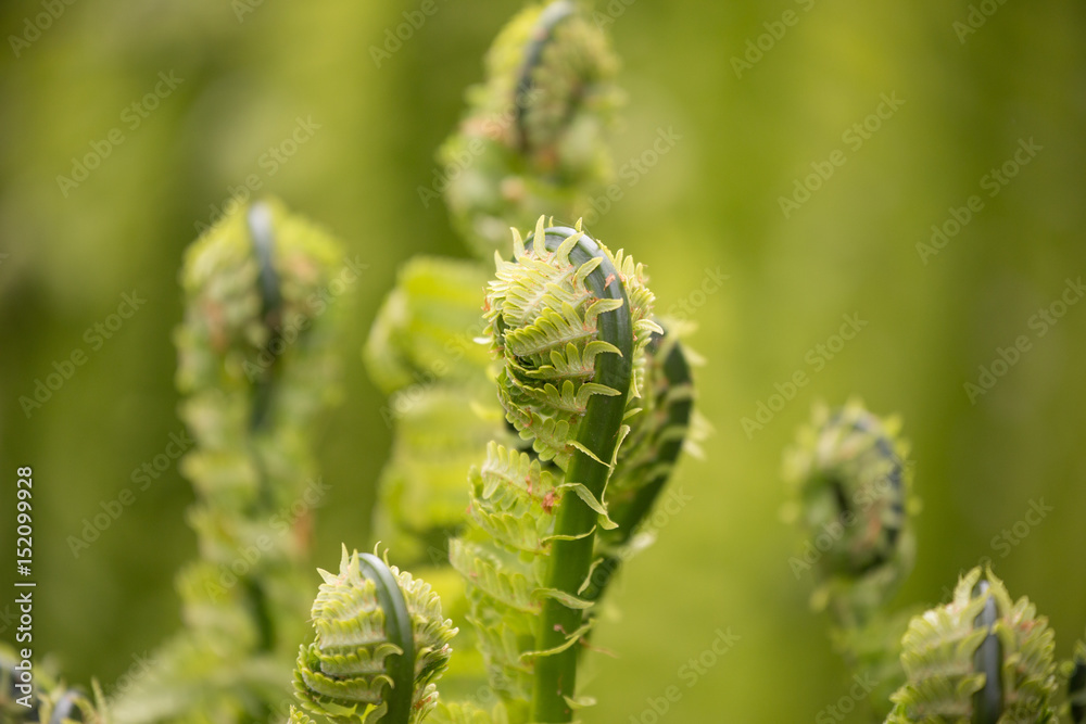 Young fern grass
