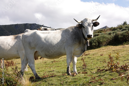 Vache gasconne dans les Pyrénées