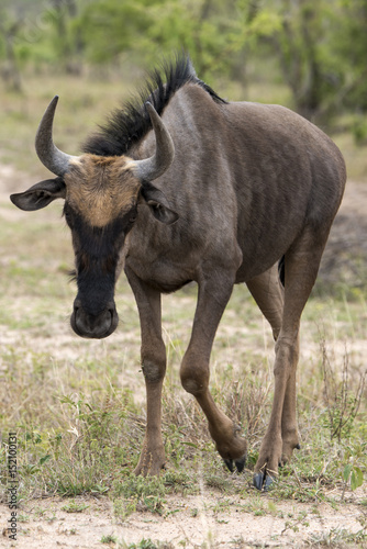 Gnou à queue noire, Connochaetes taurinus, Parc national Kruger, Afrique du Sud