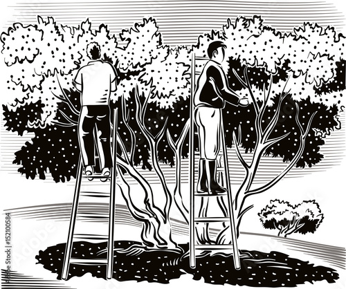 Two men collect the olives directly from the tree.