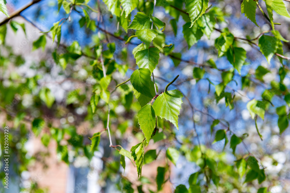 Young juicy green leaves on the branches of a birch in the sun outdoors in spring summer close-up macro on the background of birch trunk. Young juicy green leaves on the branches of a birch in the sun outdoors in spring summer close-up macro on the background of birch trunk.