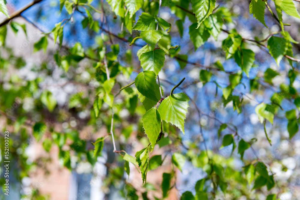 Young juicy green leaves on the branches of a birch in the sun outdoors in spring summer close-up macro on the background of birch trunk.