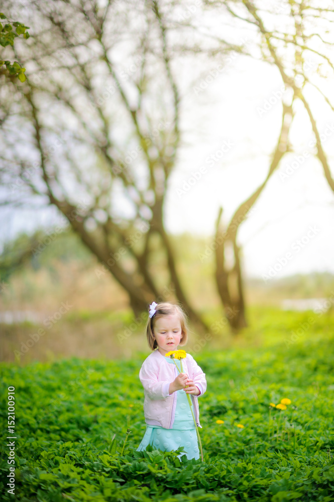 little girl in the park on a sunset, collects a bouquet of dandelions little girl in the park on a sunset, collects a bouquet of dandelions
