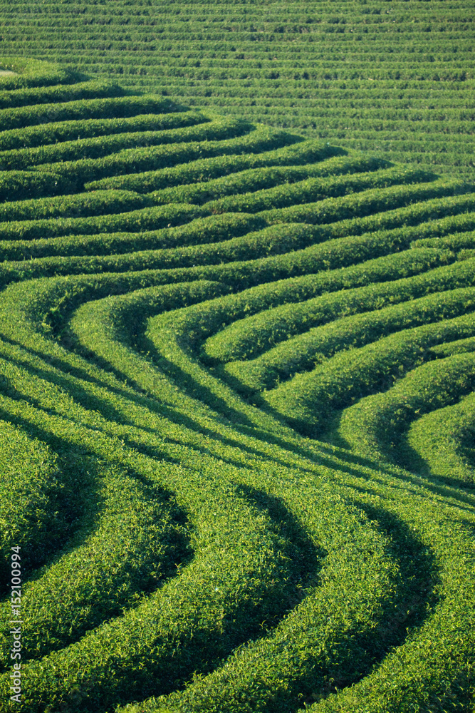 Tea plantation