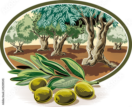 Olives on a branch and within an oval frame an olive grove.