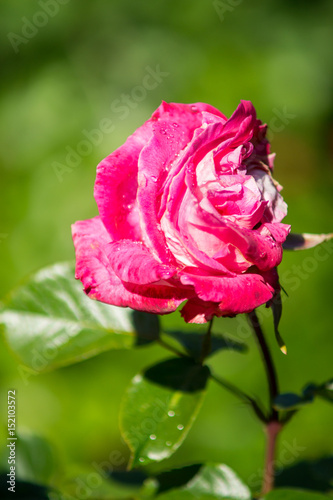 Rose in foreground on garden background  violet