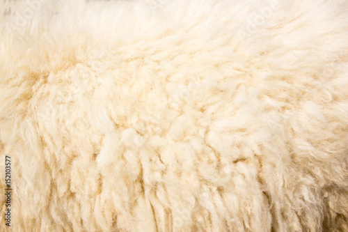 white wool texture background