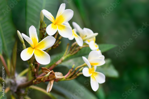 Blossoming of mango tree, Mango flower consists of 5 petals of white on the edges and yellow at the center of the helical shape