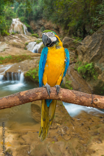 Blue and yellow macaw sit on the branch with waterfall background.