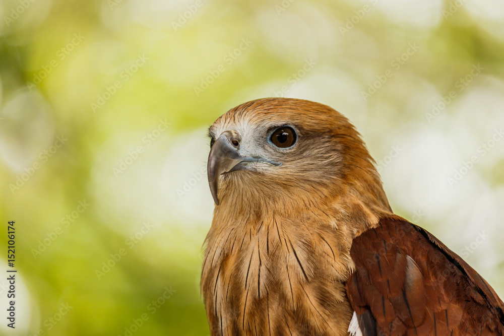 Close up portrait of a red tailed hawk . Close up portrait of a red tailed hawk .