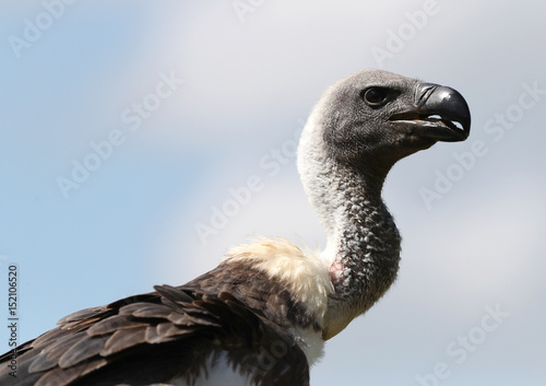 Portrait of a Griffon Vulture against the sky