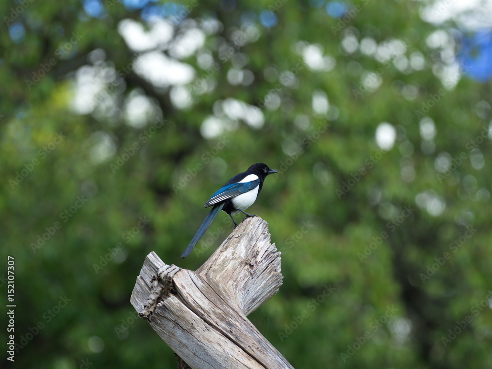 Obraz premium magpie in garden - Elster auf Baumstamm 