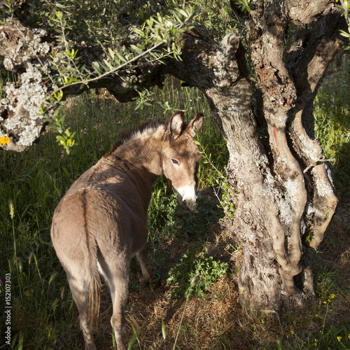 donkey stands under old olive tree and looks back