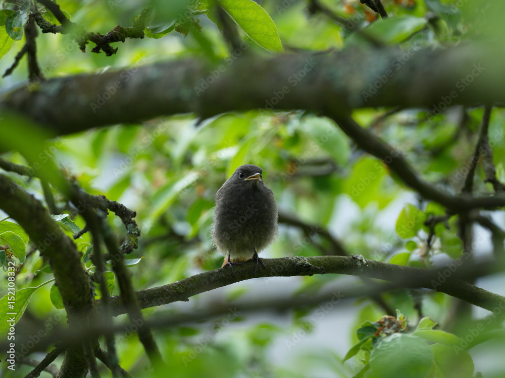 Black Redstart in garden Black Redstart in garden