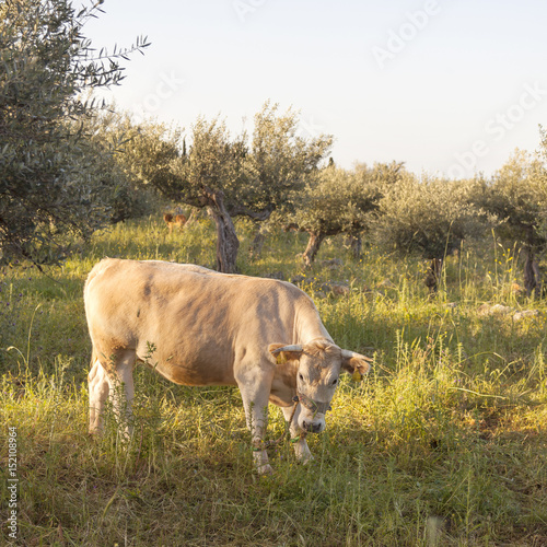 Fototapeta Naklejka Na Ścianę i Meble -  cow between olive trees with blue sea in the background on greek peloponnese