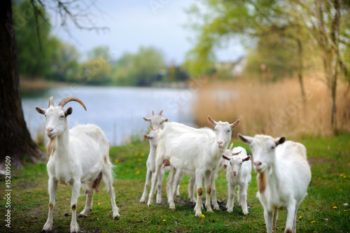 goats who are grazed on a meadow near the river