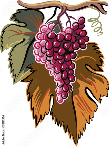 mature bunch of white grapes with two leaves.