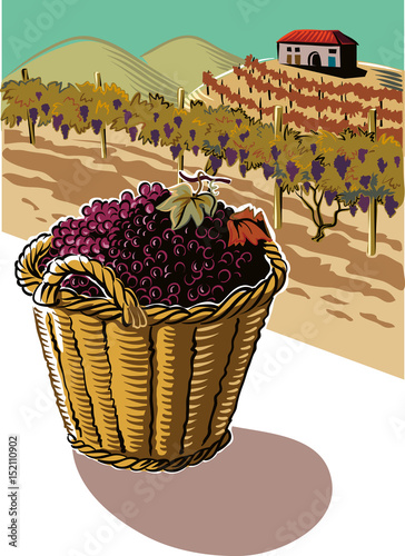 Basket full of freshly harvested grapes. in the background a landscape of hills cultivated with vineyards and a farm.