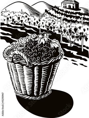 Basket full of freshly harvested grapes. in the background a landscape of hills cultivated with vineyards and a farm.
