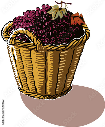 Basket full of freshly harvested grapes.