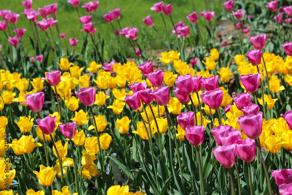 Beautiful bright tulips