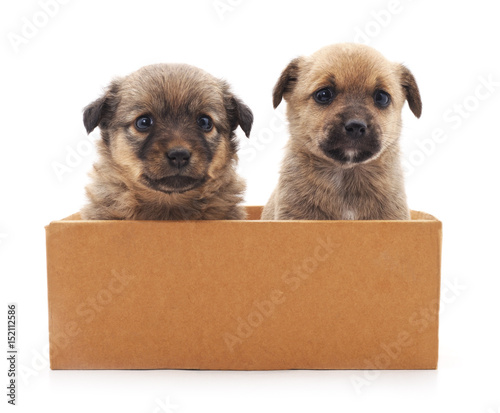 Two puppies in a box. © voren1