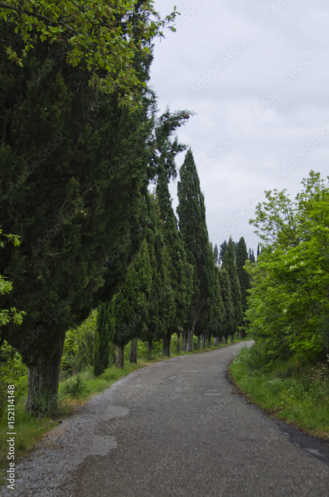 Cypress Lined Road in Cortona, Italy