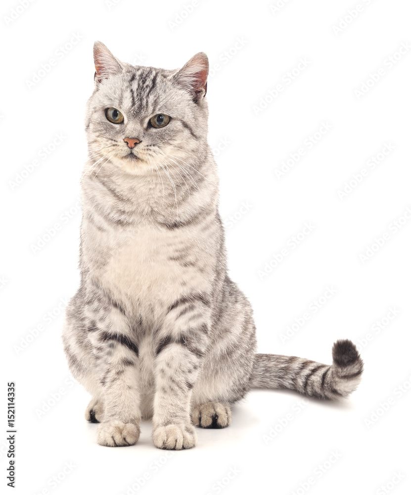 Gray cat.