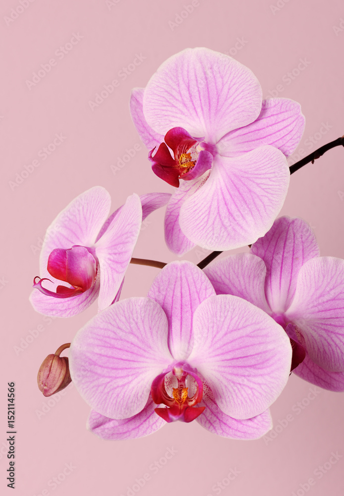 Fototapeta premium beautiful pink orchid