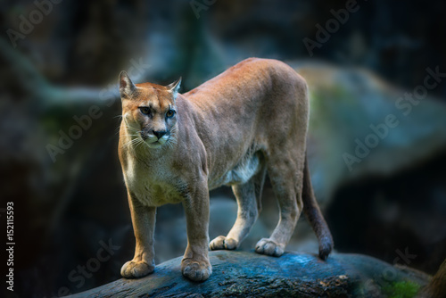 Obraz na płótnie Puma Big Cat Costa Rica w salonie