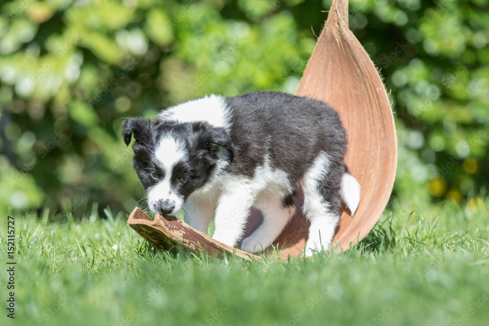 Border Collie Welpe in einem Bananenblatt Border Collie Welpe in einem Bananenblatt