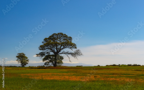 Obraz na płótnie Big Tree Guanacaste Costa Rica w salonie