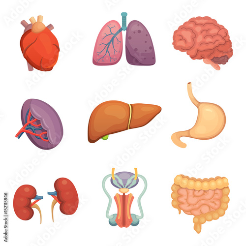 Cartoon human organs set. Anatomy of body. Reproductive system, heart, lungs, brain illustrations
