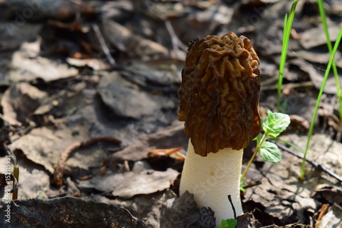 Morchella mushroom in spring. Right position.