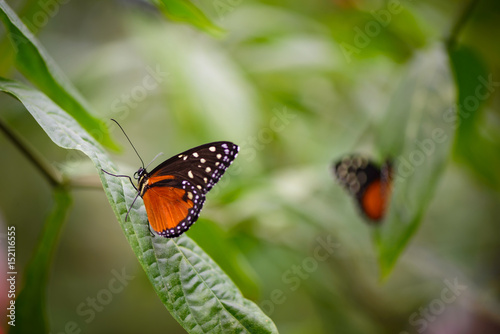 Obraz na płótnie Hecale Longwing Butterfly w salonie