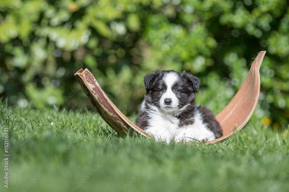 Border Collie Welpe in einem Bananenblatt Border Collie Welpe in einem Bananenblatt