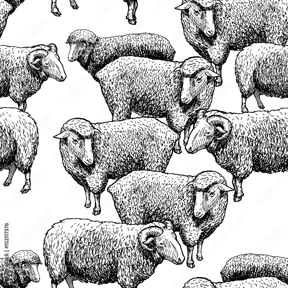 Obraz premium Wzór z owiec