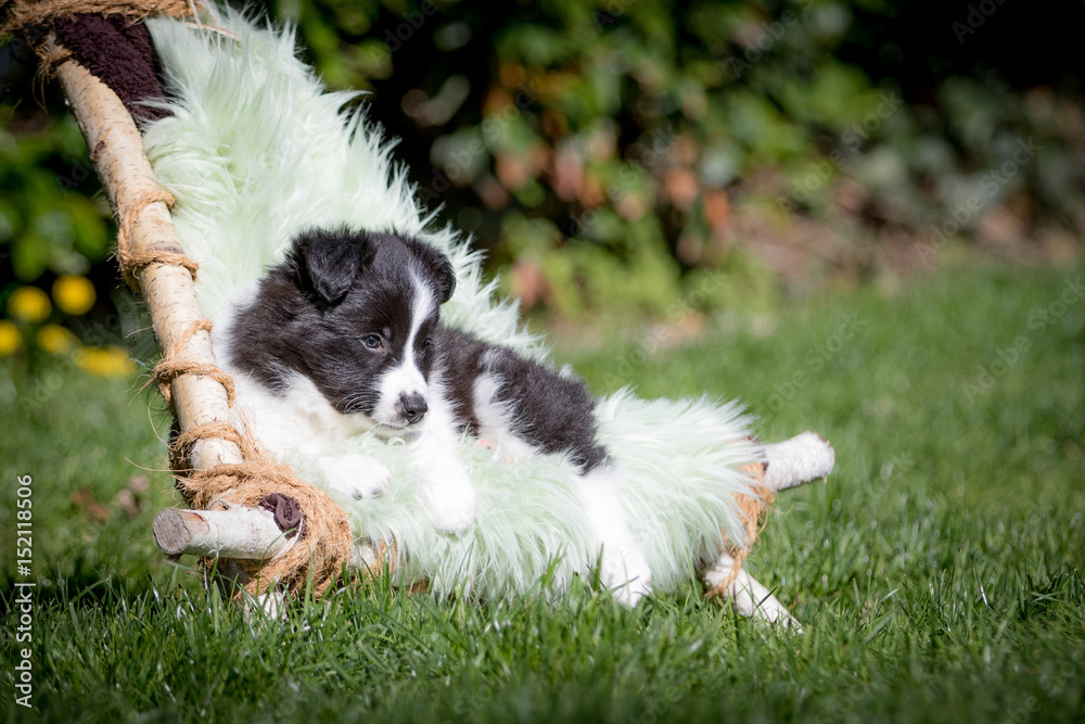Border Collie Welpe in einem Indianerstuhl Border Collie Welpe in einem Indianerstuhl