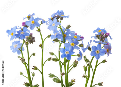 Forget-me-nots isolated on white background. studio shot