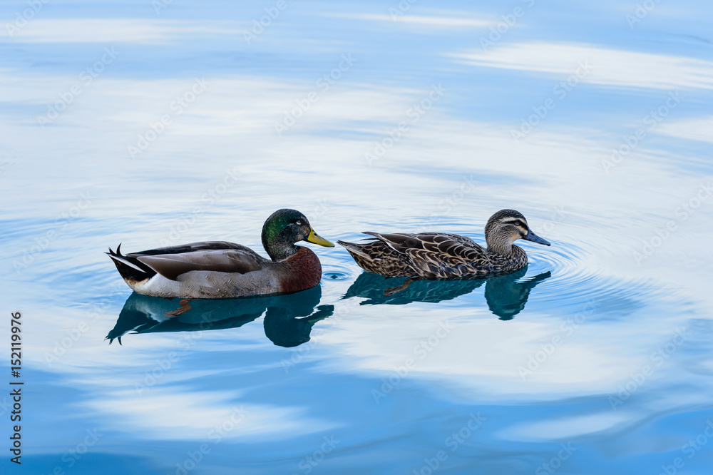 Fototapeta premium ducks in the lake
